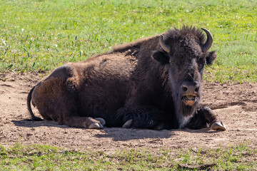 Fototapeta premium Closeup, American Bison (Bison bison) laying in dusty wallow, on the Grand Canyon's North Rim. Surrounded by grassy meadow. 