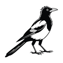 Cedar waxwing bird silhouette on a white background, Modern vector art and illustration. 