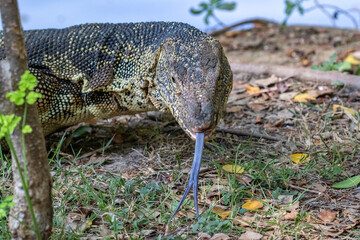 Asian Water Monitor lizard (Varanus salvator) by the  lake at Lumphini Park, Bangkok, Thailand....