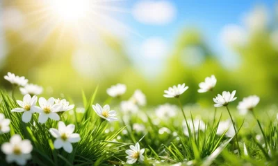 Gardinen Bright sunlit meadow with daisies in bloom and vibrant green grass © PlatypusMi86