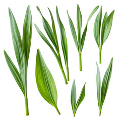 Obraz premium Lush Green Leaves Isolated on Black Background Botanical Beauty