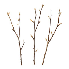 Fototapeta premium Three twigs with buds new growth spring nature,