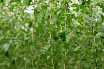 Fototapeta premium Close up of green bell peppers growing in controlled environment