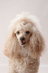 A white toy poodle sits gracefully, its fluffy curls giving it a regal and elegant look. The soft background complements its refined and stylish appearance.