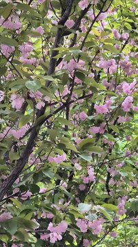 pink cherry blossom