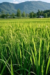Obraz premium a close up of a field of grass with mountains in the background