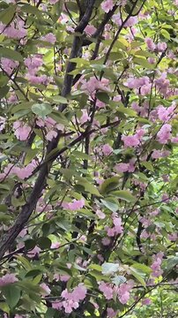 Pink blossom tree branches swaying in wind