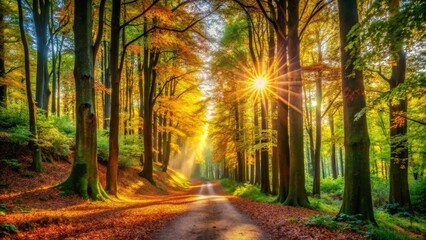 Sunlit Forest Path in Autumn