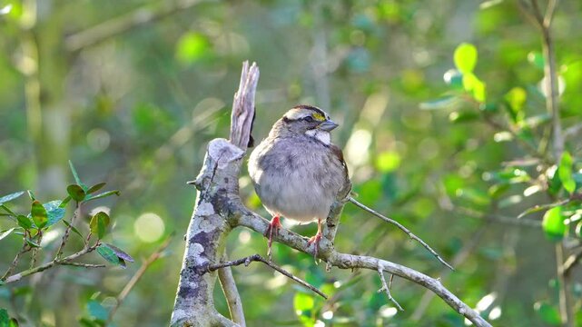Watch this cute little White-throated Sparrow as it perches amongst the vibrant green leaves of a Yaupon Holly tree. 
