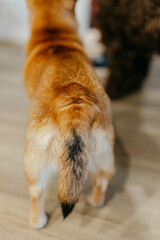 Mestizo Chihuahua at home on the floor, rear view