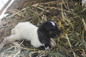 Beautiful cute goat kid on green spring grass