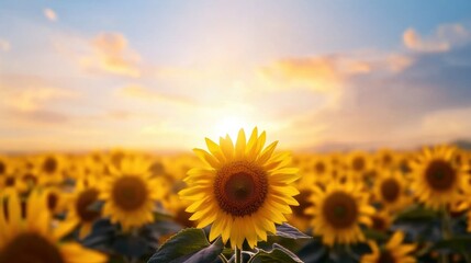 Obraz premium A vast sunflower field stretches to the horizon, basking in the soft glow of a setting sun, warm hues blending beautifully.