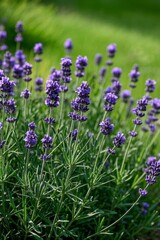 Obraz premium lavender flowers are growing in a garden with green grass