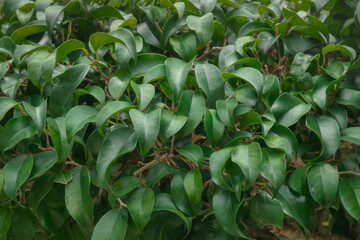 Close-up of leaves of a tropical fig tree