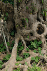 Intricately interwoven pattern of tropical Banyan tree