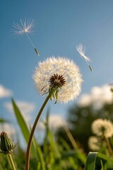 there is a dandelion with seeds blowing in the wind