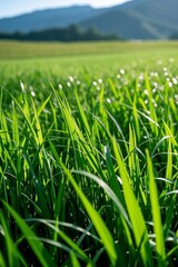 Obraz premium a close up of a field of grass with mountains in the background
