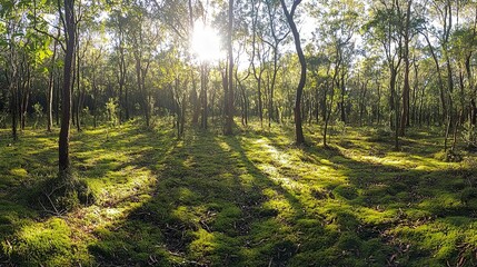 Dense forest glowing in early sunlight with long shadows on mossy ground, wide-angle shot, vibrant green tones, serene nature scene  
