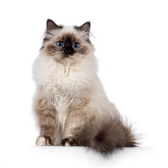 Obraz premium Pretty seal tortie Sacred Birman cat, sitting up facing front on edge. Looking towards camera with breed specific blue eyes. Isolated on a white background.