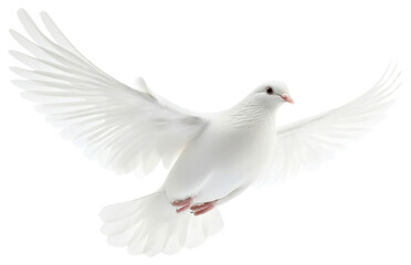 PNG Dove flying white bird feathers.
