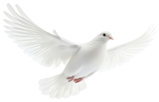PNG Dove flying white bird feathers.