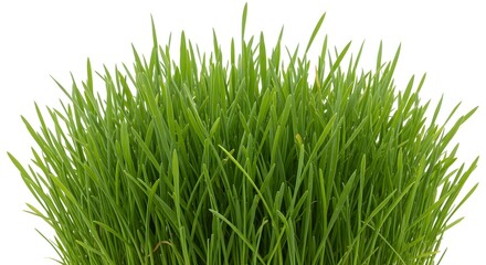 Fototapeta premium AI image provides a detailed close-up view of dense, vibrant green grass blades or chives growing vertically against white.