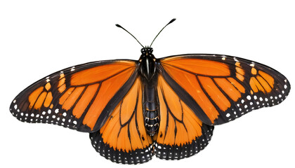 Fototapeta premium butterfly on a white background