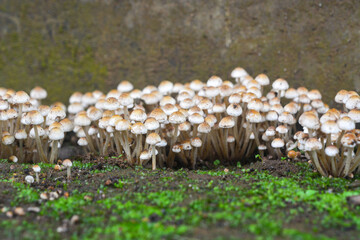 A bunch of whole raw fresh mushrooms in a plate, on a white table or background. Mushrooms are like...