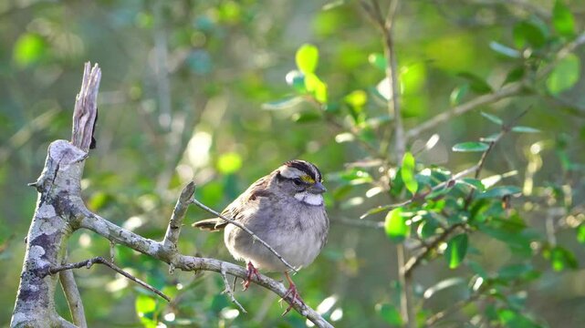 Watch this cute little White-throated Sparrow as it perches amongst the vibrant green leaves of a Yaupon Holly tree. 
