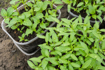 young pepper seedlings in boxes standing on the ground in a greenhouse. gardening