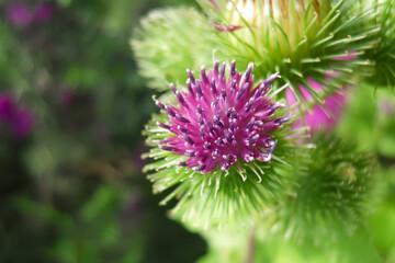 pink burdock flower on blurred green background