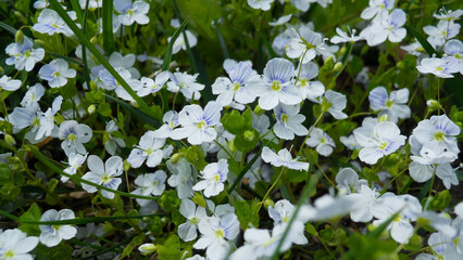 beautiful floral background of light blue forget-me-not flowers blooming in the garden in spring. plant background
