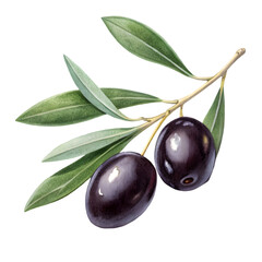 Black Olives Branch: Watercolor Illustration on transparent background