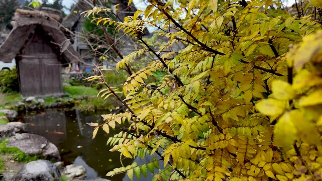 Yellow autumn leaves frame traditional gassho style houses in Shirakawa go, a UNESCO World Heritage Site, creating a picturesque autumn scene