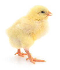 Small yellow chicken