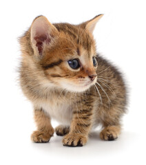 Kitten on white background.