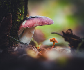 Fototapete bei efototapeten.de bestellen   