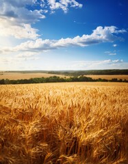 Obraz premium Summer Wheat Field with Clear Blue Sky