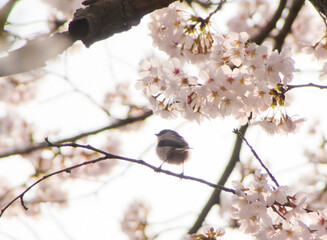 エナガとソメイヨシノ
