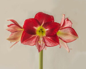 Obraz premium Hippeastrum (amaryllis) Flamenco Queen on a gray background