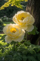 Two Pale Yellow Tree Peonies Blooming in Garden
