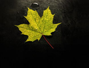 Maple leaf on a dark background covered with water drops. Space for inscription, design.