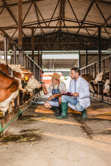 Veterinarian visiting farmer and examining cows in stable