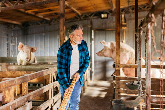 Farmer cleaning pig pen with handmade broom in rustic barn - Powered by Adobe