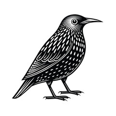 Obraz premium European starling vector silhouette on a white background