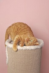 Playful  ginger cat messing around on a  scratching post.