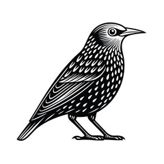 European starling vector silhouette on a white background