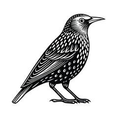 European starling vector silhouette on a white background