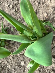 spring flowers, spring, flowers, tulip, tulip bud
