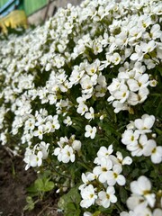 Delicate and very cute flowers, spring flowers, spring, flowers, arabis, thale cress
